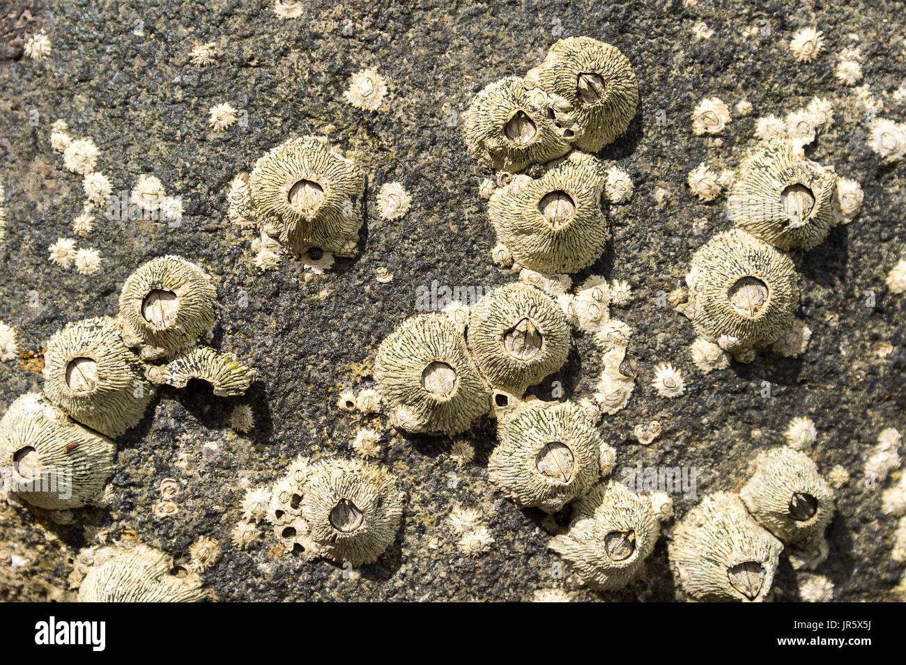 Les balanes (Tetraclita nervuré squamosa) sur un rocher en Martinique (Anse Figuier) Banque D'Images