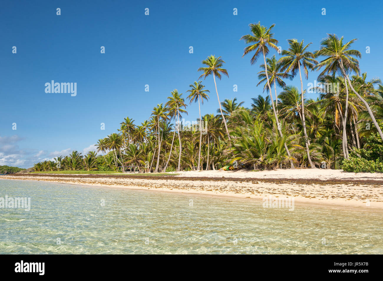 Belle plage des Caraïbes exotiques avec des palmiers en Martinique (Anse Michel) Banque D'Images