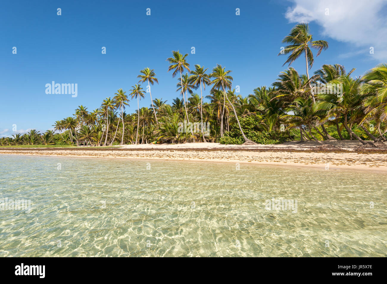 Belle plage des Caraïbes exotiques avec des palmiers en Martinique (Anse Michel) Banque D'Images