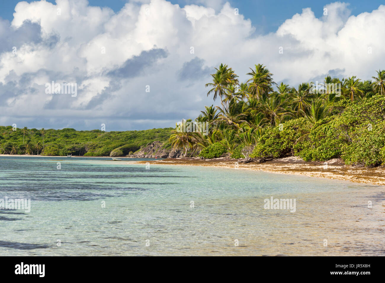 Belle plage des Caraïbes exotiques avec des palmiers en Martinique (Anse Michel) Banque D'Images