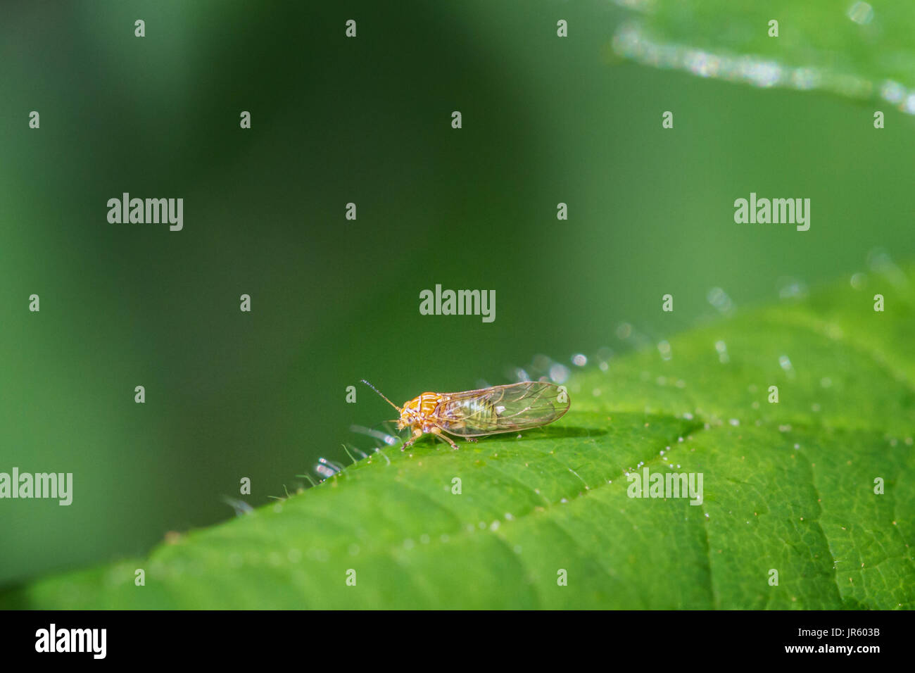 Royaume-uni : La faune - Psylle Cacopsylla sp., Ilkley, West Yorkshire, Angleterre Banque D'Images