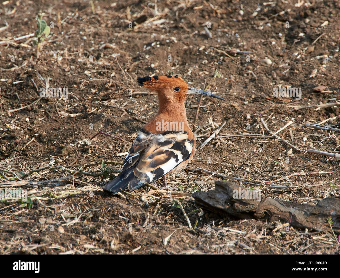 Huppe d'Afrique (Upupa africana), debout sur le terrain Banque D'Images
