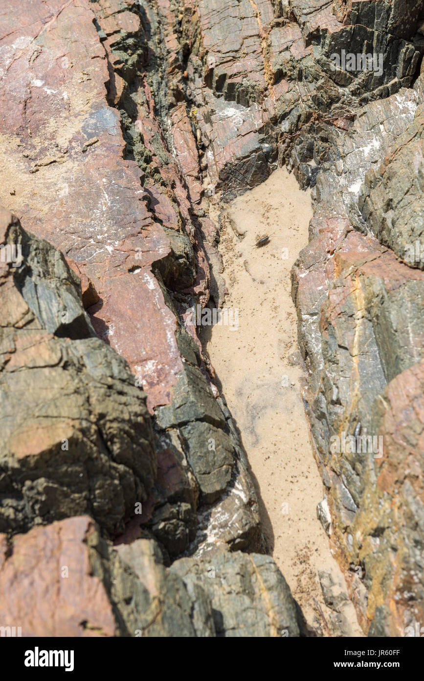 La mer Roach bug ou la mer slater (pou) sur fond de pierre brute par la plage Banque D'Images