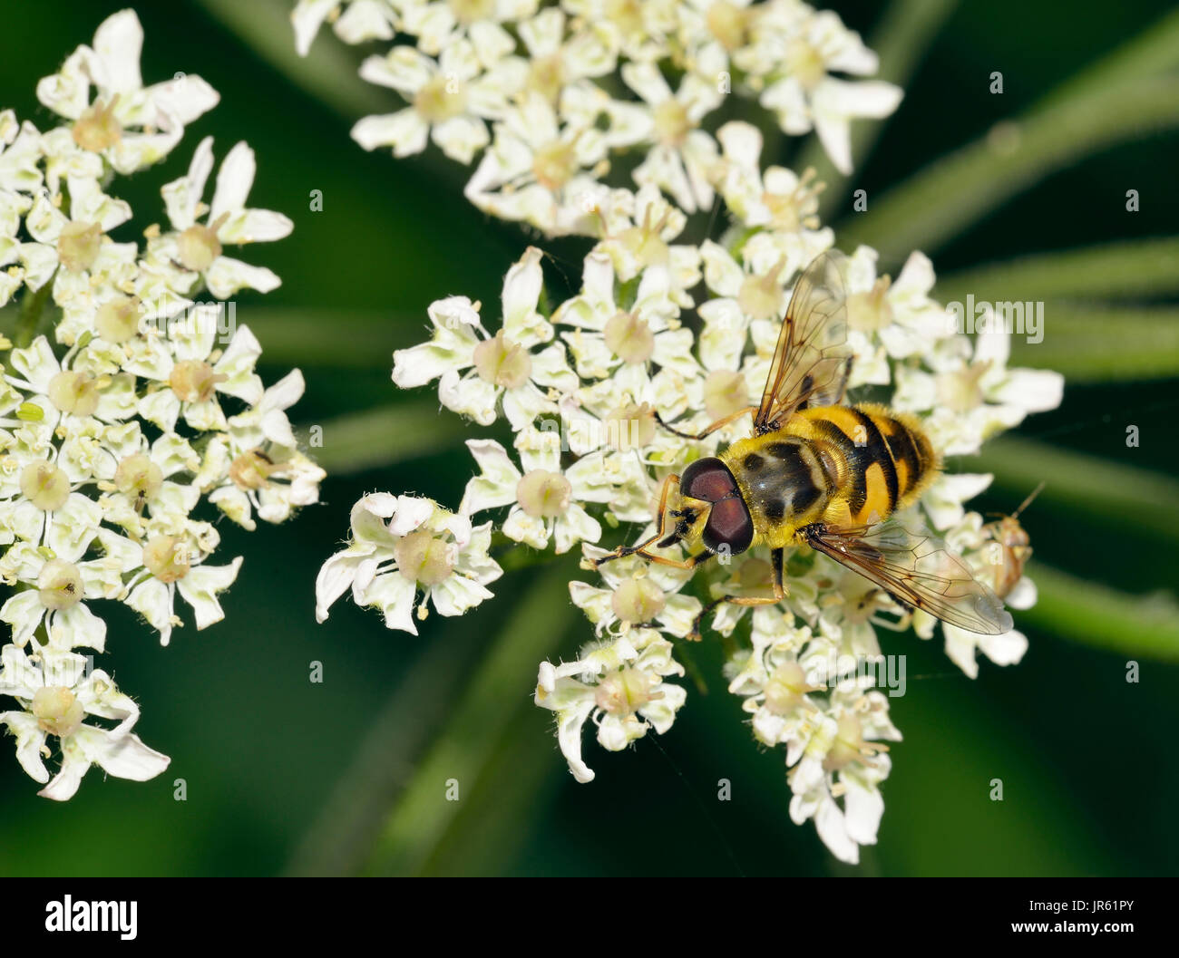 Hoverfly Myathropa florea - mâle sur l'umbellifer flower Banque D'Images