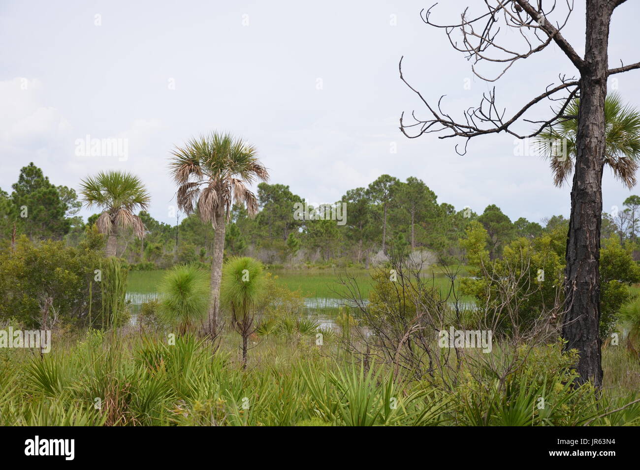 Floride Woodlands et les zones humides habitats fauniques Banque D'Images