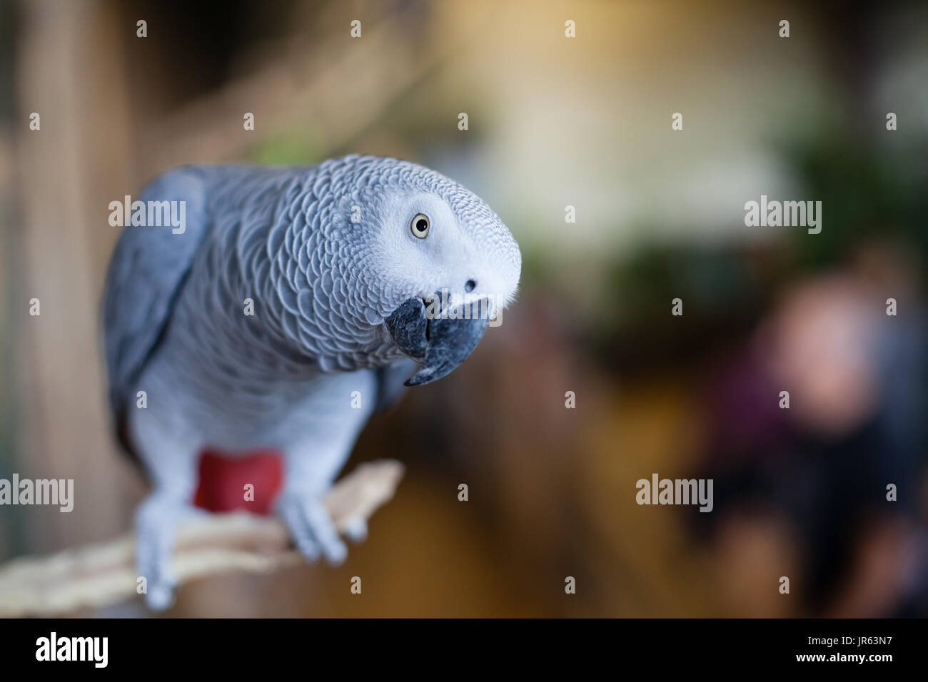 Perroquet gris d'Afrique (Psittacus erithacus timneh) ce perroquet est incliné vers l'intérieur de parler ou de voir de plus près Banque D'Images