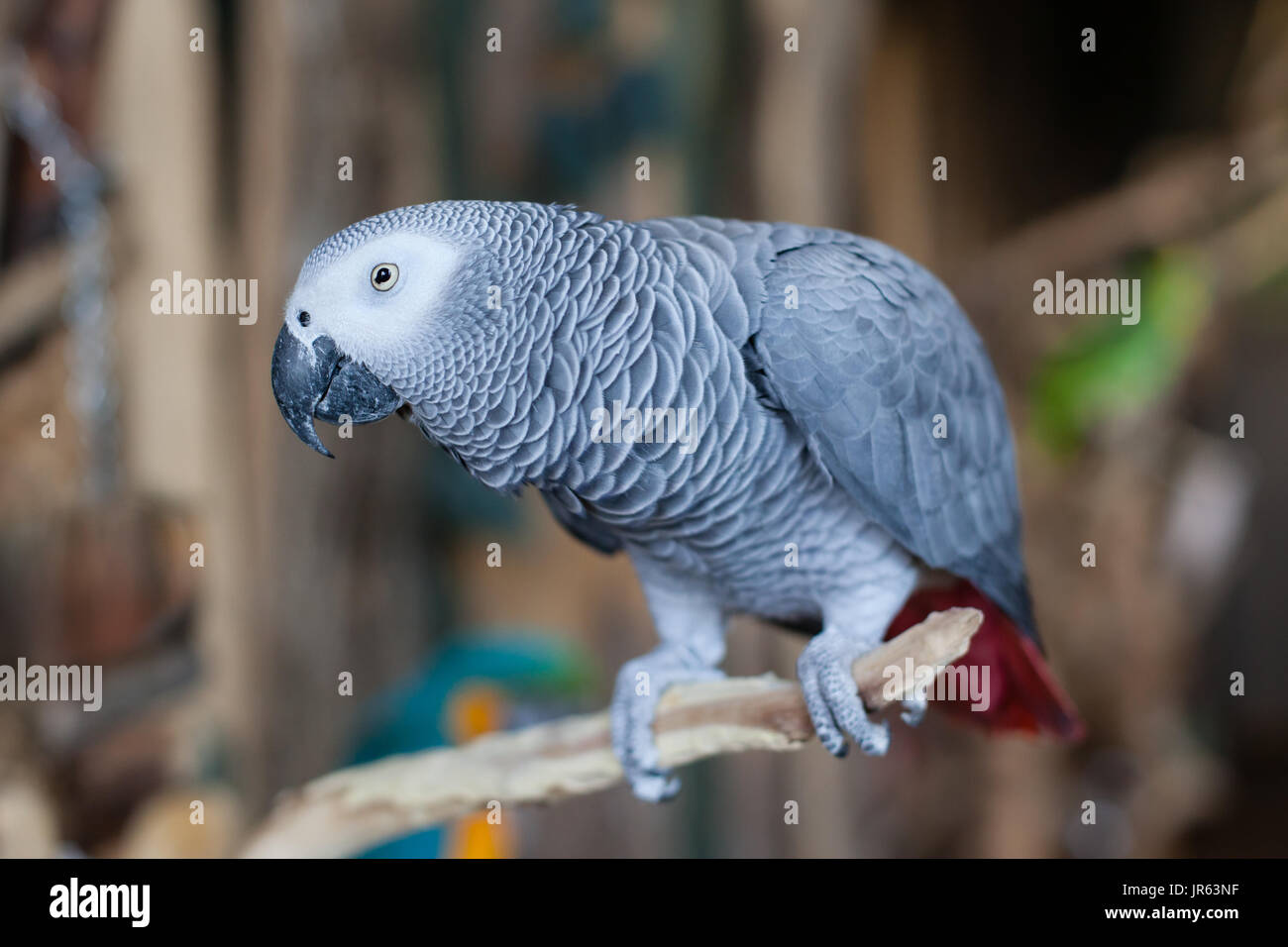Perroquet gris d'Afrique (Psittacus erithacus timneh) ce perroquet est heureux d'être perché et est à la recherche vers l'appareil photo Banque D'Images