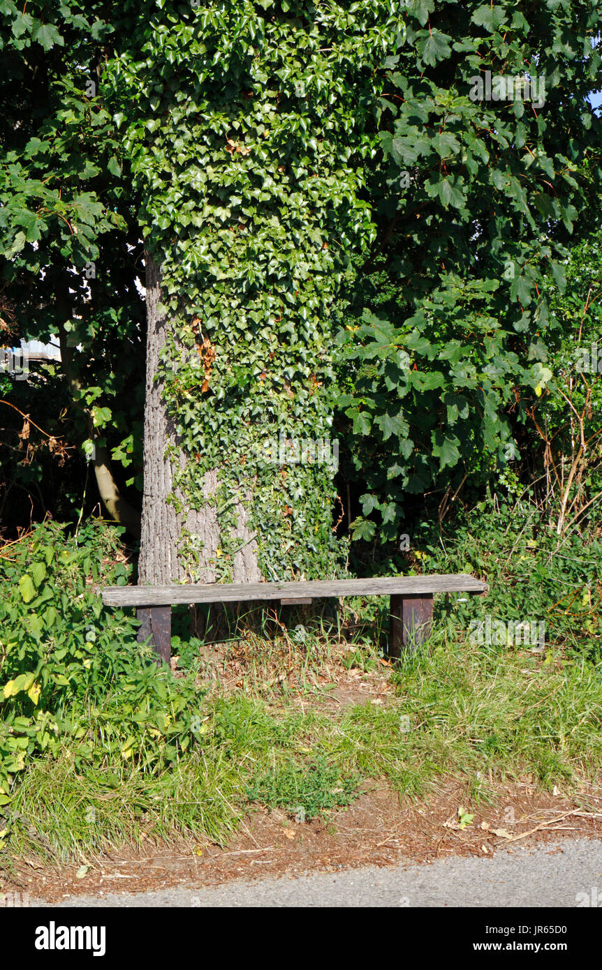 Vue d'un siège d'exploitation en bordure de bois dans la campagne à pierrage, Norfolk, Angleterre, Royaume-Uni. Banque D'Images