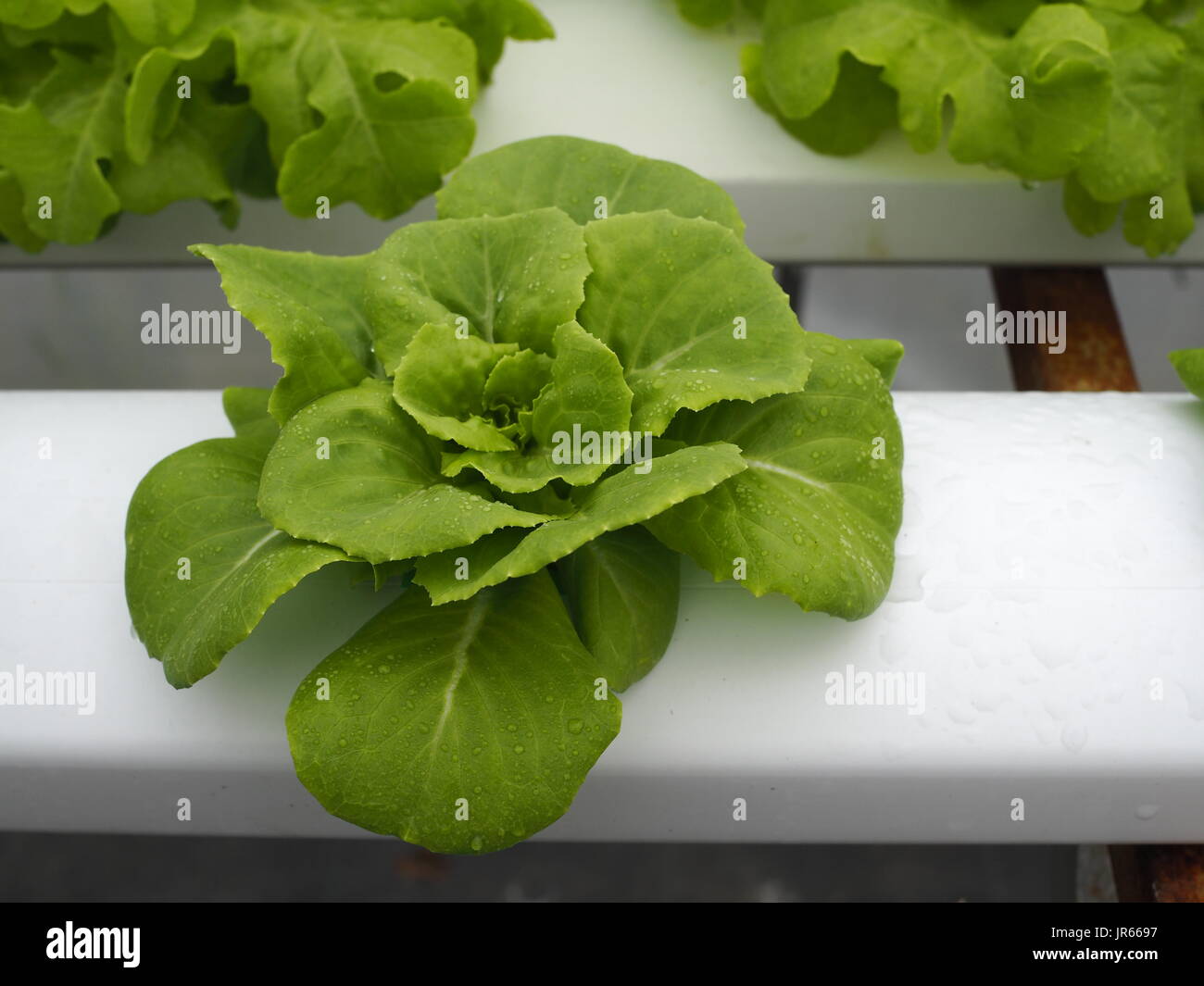 Le bébé légumes hydroponiques appelée laitue Cos vert croissant sur les racks blanc avec système hydroponique. Banque D'Images