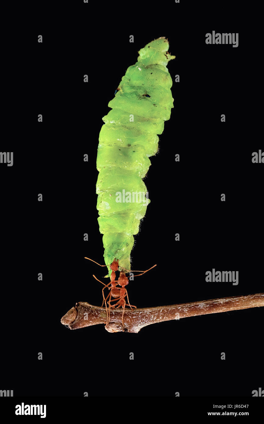 Deux fourmis transportant une chenille, Indonésie Banque D'Images