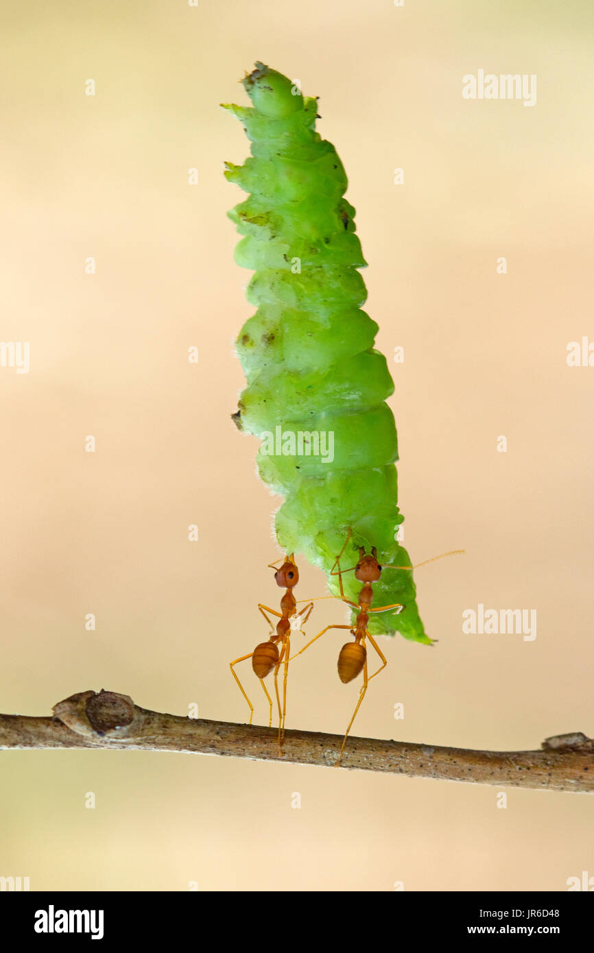 Deux fourmis transportant une chenille, Indonésie Banque D'Images