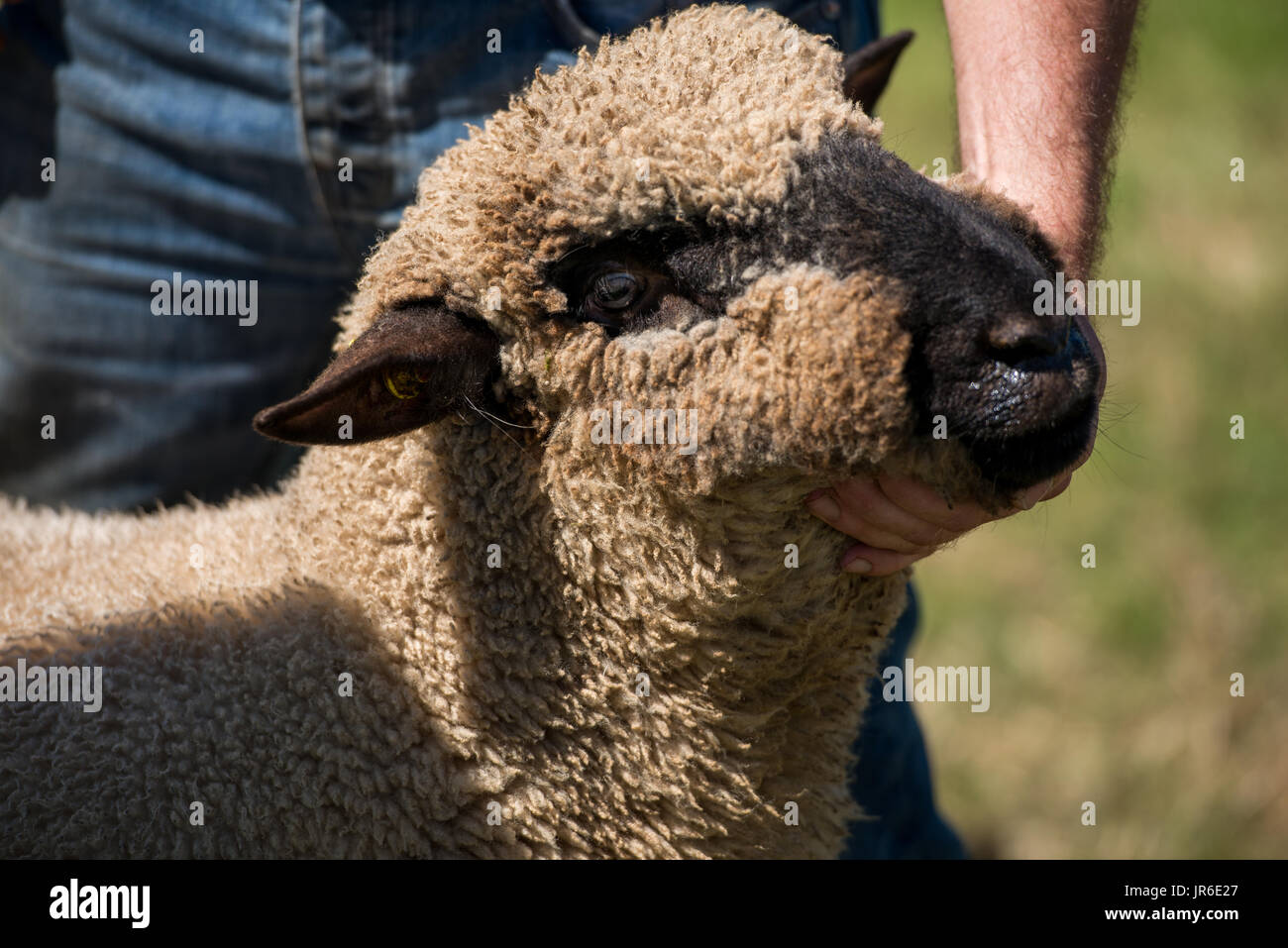 Agriculteur détenant une tête de mouton, de l'Irlande Banque D'Images