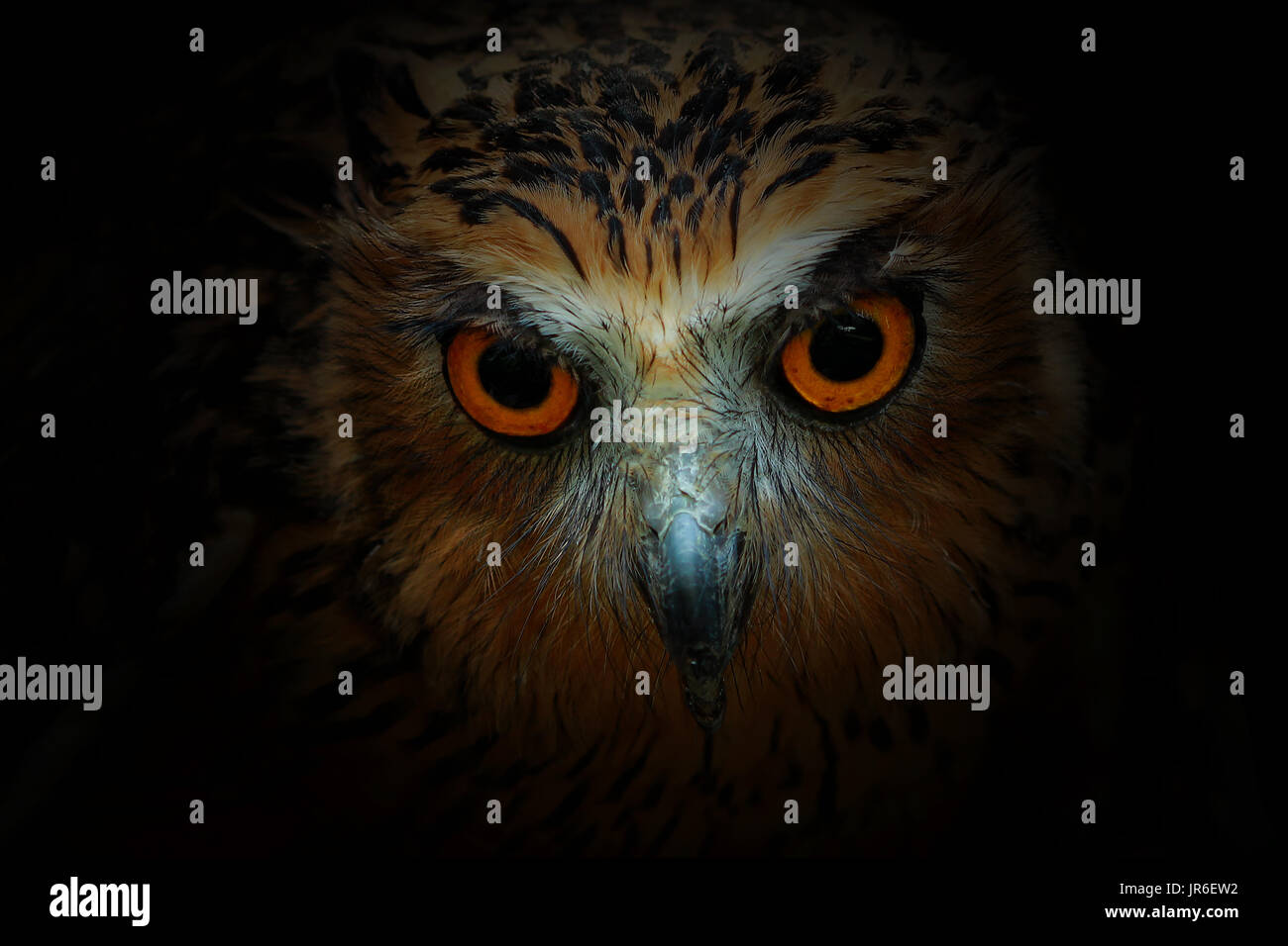 Close-up d'un hibou, Indonésie Banque D'Images