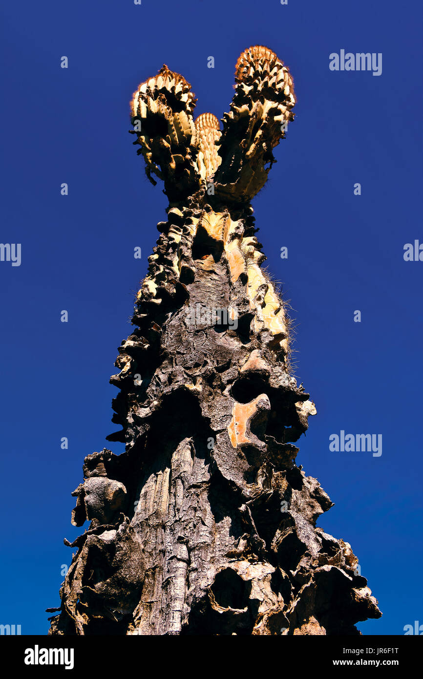 Saguaro Cactus endommagé par la mastication, les rats en bois, de l'Arizona du Nord, USA Banque D'Images