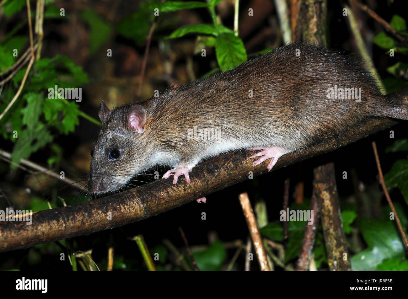 rat brun Banque D'Images