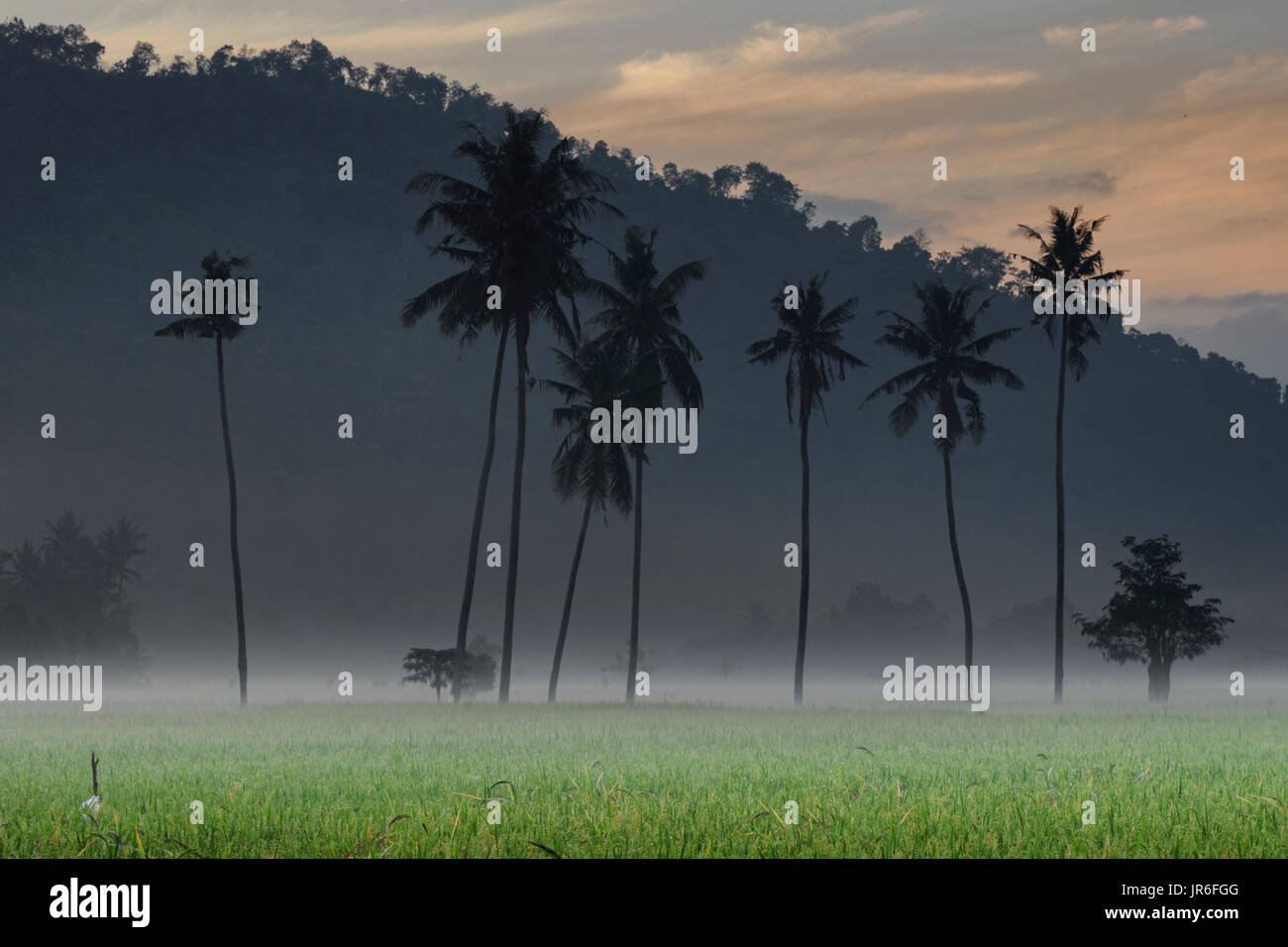 Silhouette de palmiers dans une rizière, Gerung, West Nusa Tenggara, en Indonésie Banque D'Images