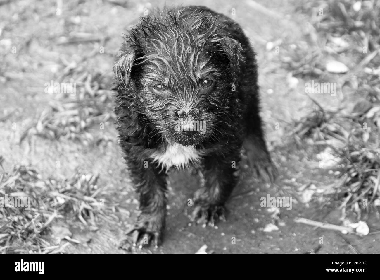 Un chiot mouillé à l'extérieur Banque D'Images