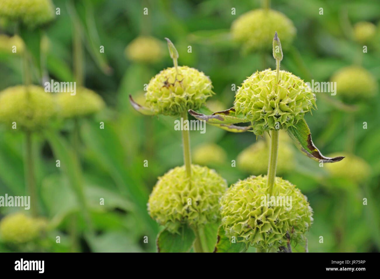 Les inflorescences de vide phlomis Banque D'Images