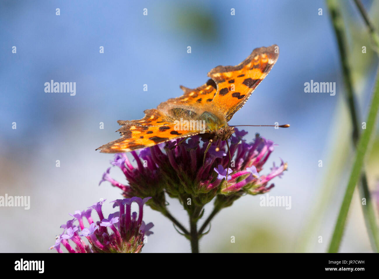 4e août, 2017. Météo britannique. Une virgule butterfly (Polygonia c-album) forages sur une usine de verveine sur un matin ensoleillé dans l'East Sussex, UK Crédit : Ed Brown/Alamy Live News Banque D'Images