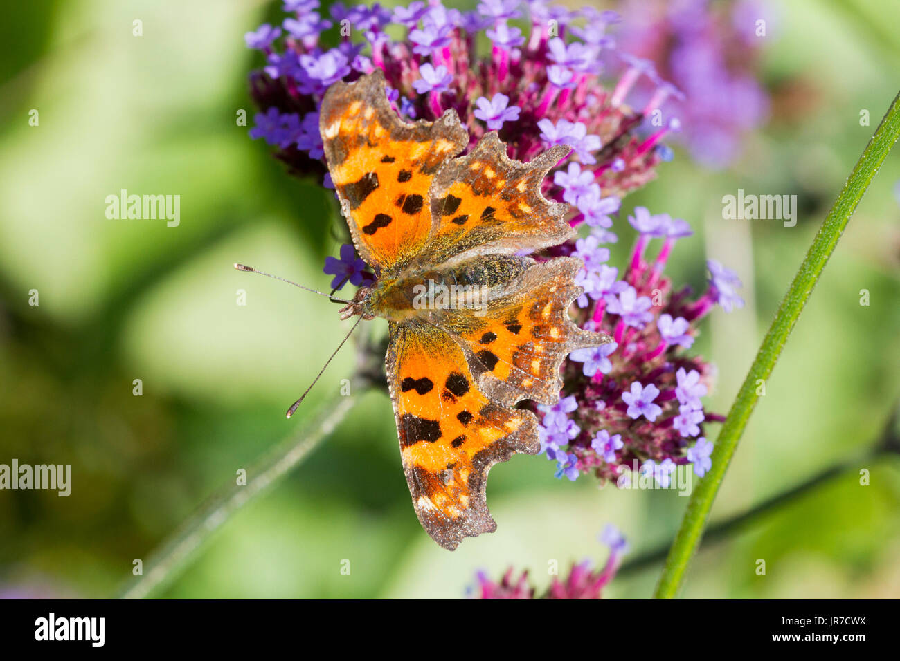 4e août, 2017. Météo britannique. Une virgule butterfly (Polygonia c-album) forages sur une usine de verveine sur un matin ensoleillé dans l'East Sussex, UK Crédit : Ed Brown/Alamy Live News Banque D'Images