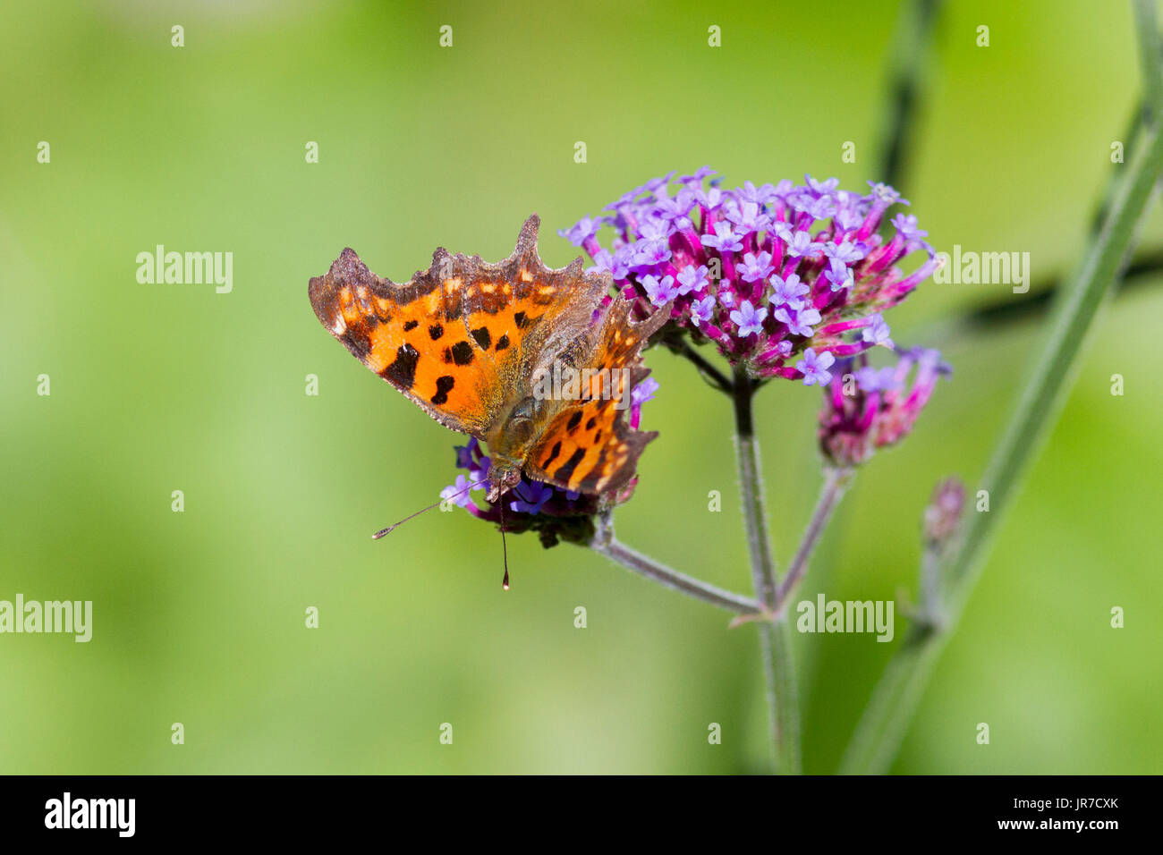 4e août, 2017. Météo britannique. Une virgule butterfly (Polygonia c-album) forages sur une usine de verveine sur un matin ensoleillé dans l'East Sussex, UK Crédit : Ed Brown/Alamy Live News Banque D'Images