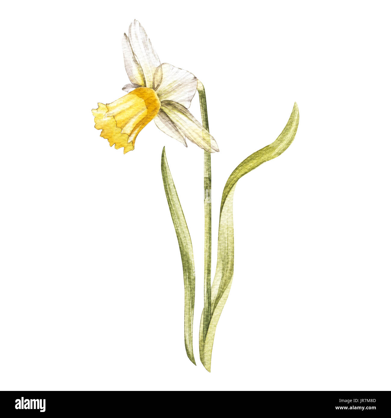 Illustration à l'aquarelle d'un narcisse fleur fleur. Carte floral avec des  fleurs. Illustration botanique Photo Stock - Alamy