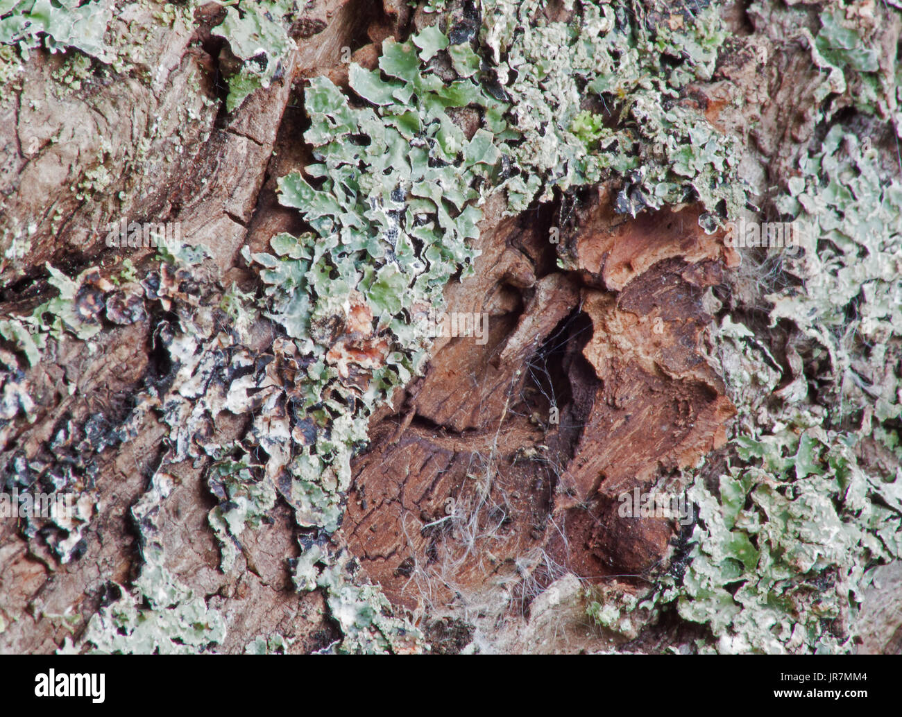 Lichen vert en close-up Banque D'Images