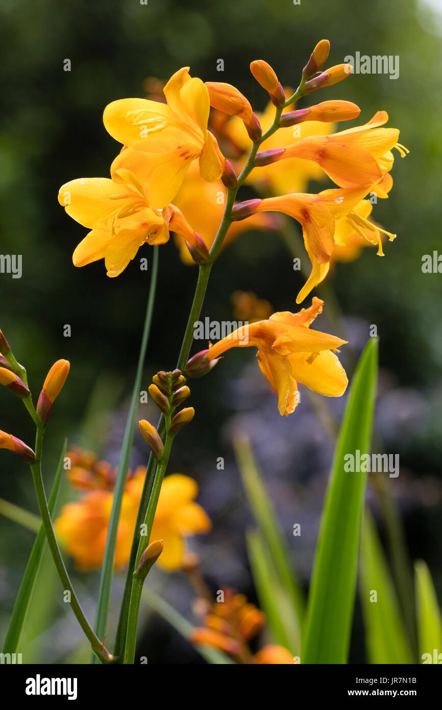 Tige florale de l'orange-jaune fleur Crocosmia 'Columbus', au début du mois d'août Banque D'Images