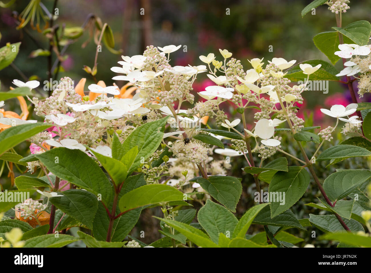 Craemy panicules blancs d'été du début de la floraison arbuste à feuilles caduques, Hydrangea paniculata 'Early Sensation' Banque D'Images