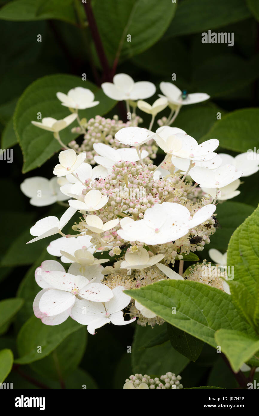 Craemy d'été de la panicule blanc floraison précoce arbuste à feuilles caduques, Hydrangea paniculata 'Early Sensation' Banque D'Images