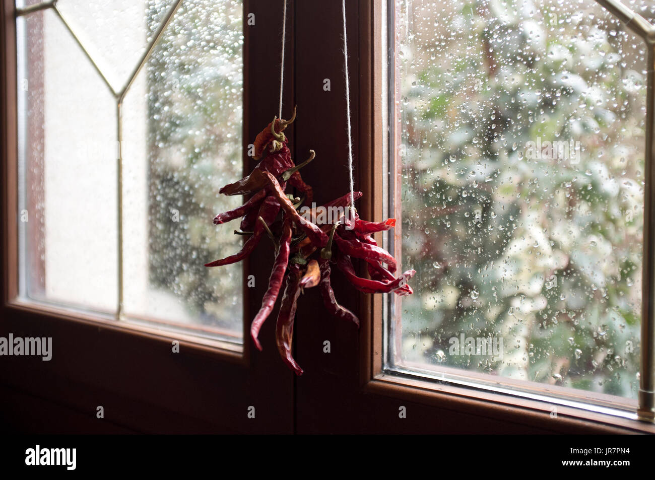 Chili Pepper par temps de pluie Banque D'Images