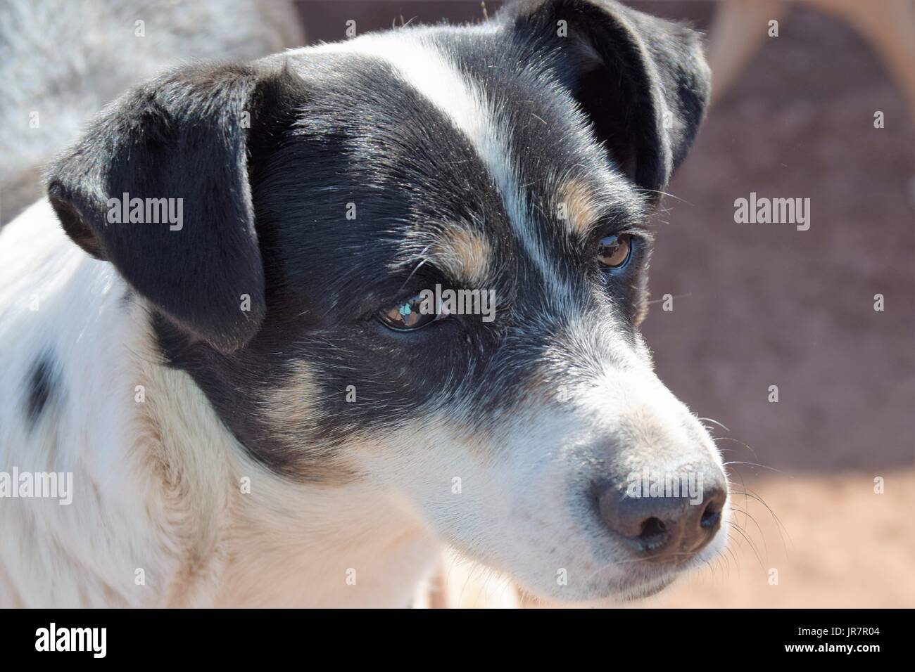 Beau chien avec des yeux plein d'abris à Cuzco, Pérou Banque D'Images