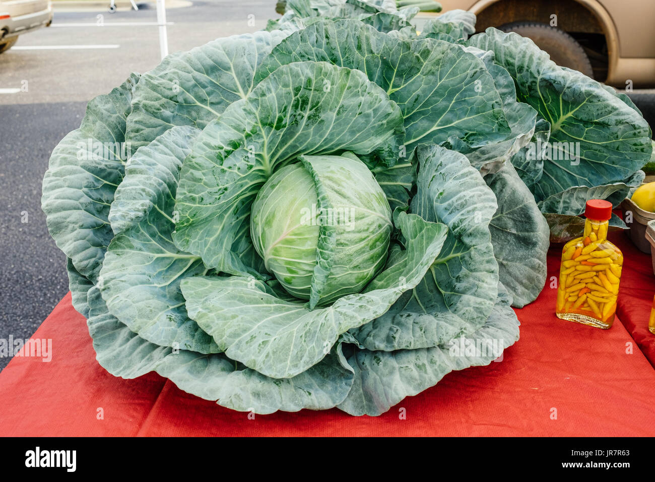 Un énorme chou fraîchement cueillies à la vente à un marché de producteurs locaux à Montgomery, Alabama, USA. Banque D'Images