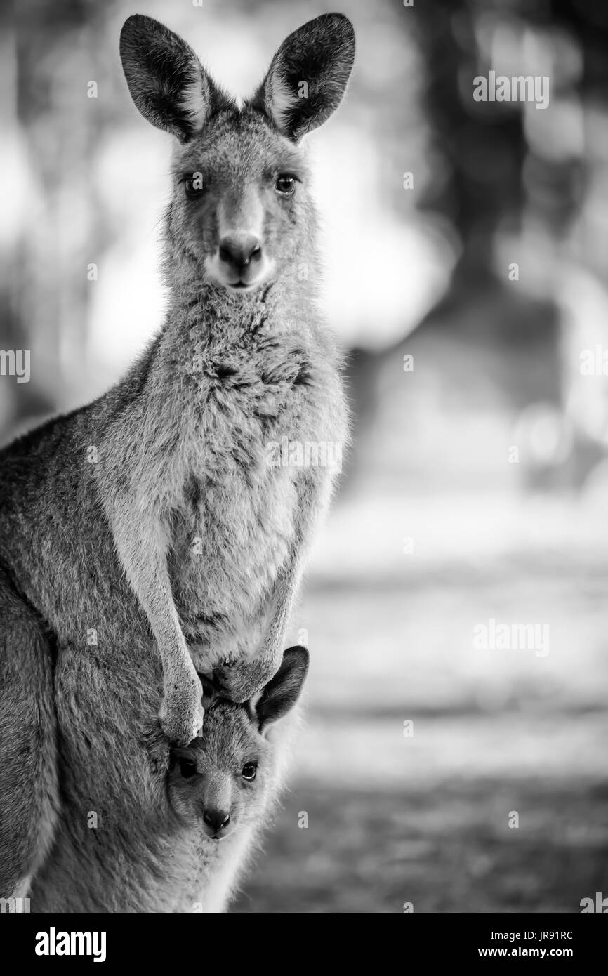 Le noir et blanc gros plan d'un kangourou avec son bébé (Joey) dans sa poche. Banque D'Images