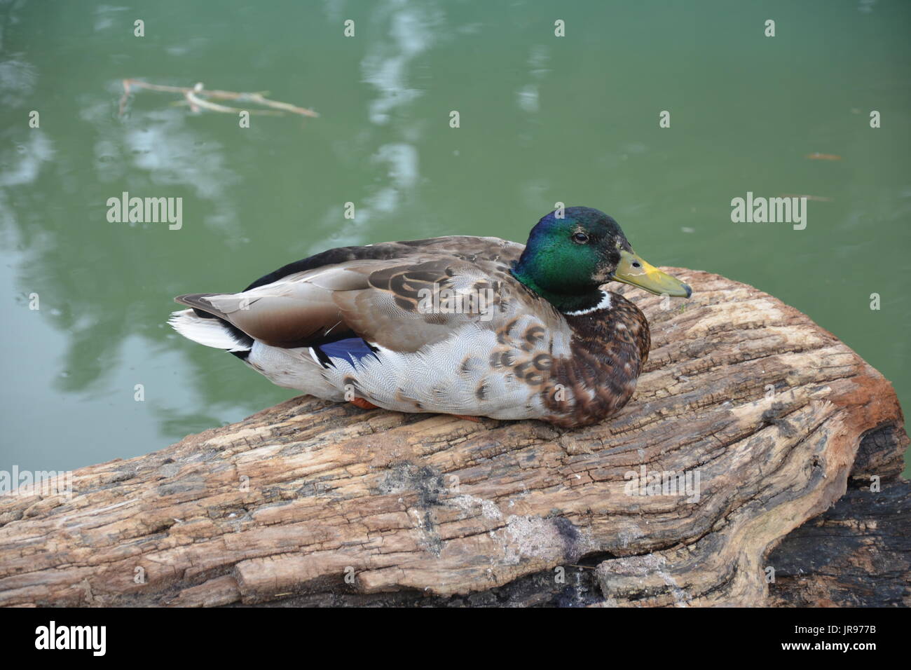 Les canards colverts assis sur un dans un étang Banque D'Images