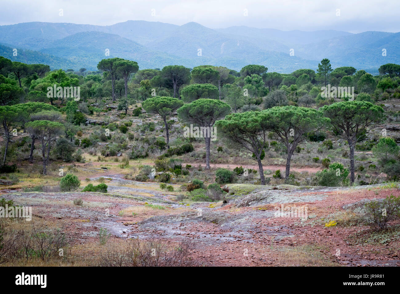 Bois de Rouquan, plaine des Maures, Var, France. Banque D'Images