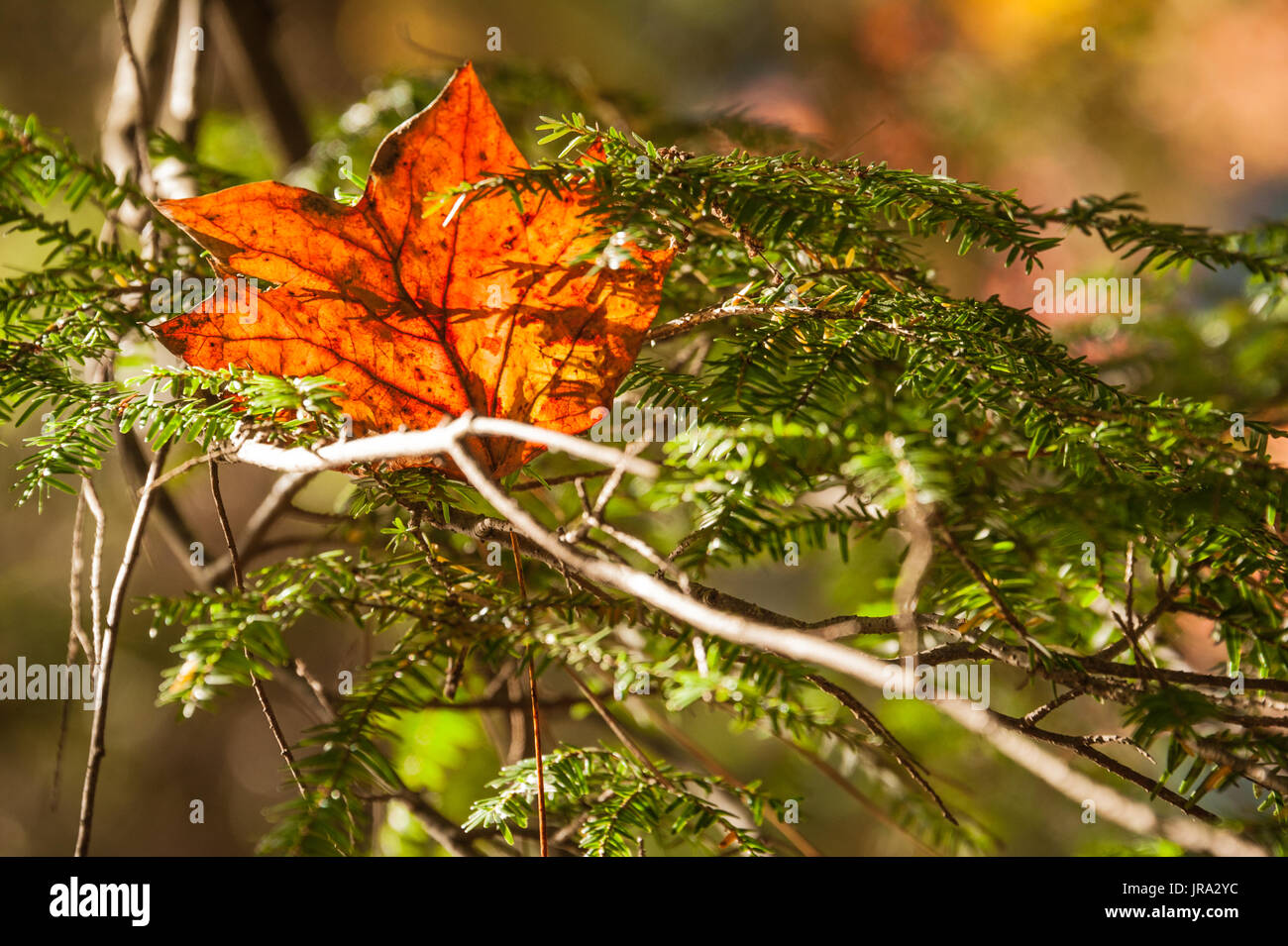 Feuille d'automne dynamique reposant sur une branche d'evergreen dans les Blue Ridge Mountains, à proximité de parc d'état de Vogel Blairsville, Géorgie. (USA) Banque D'Images