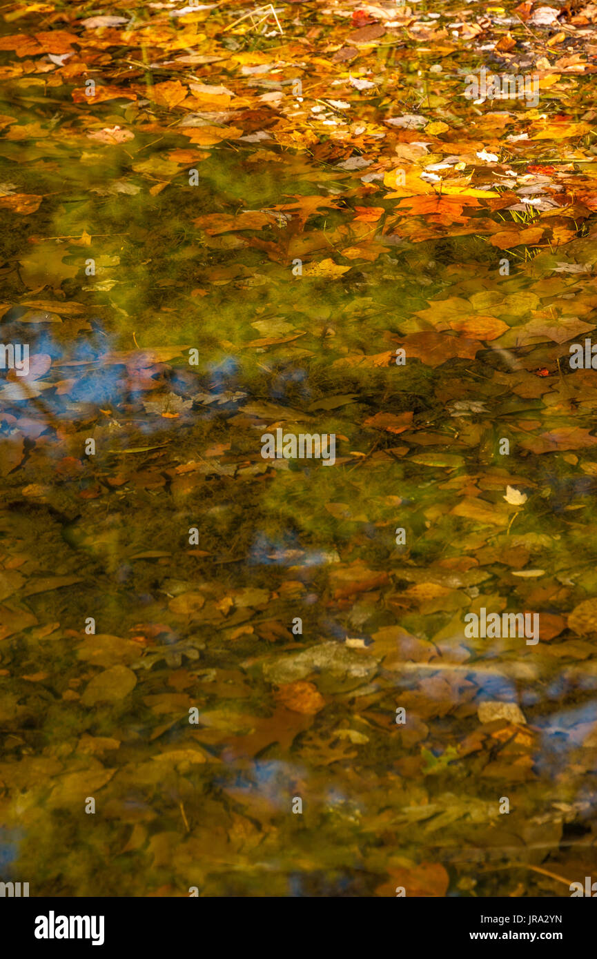 Feuilles mortes dans et hors de l'eau le long de la rive d'un lac de montagne au parc d'état de Vogel à Blairsville, Géorgie. (USA) Banque D'Images