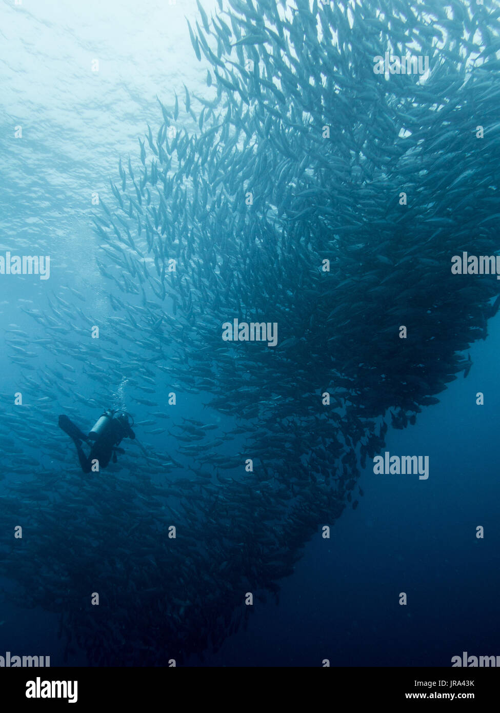 Plongeur et banc de poissons Banque D'Images