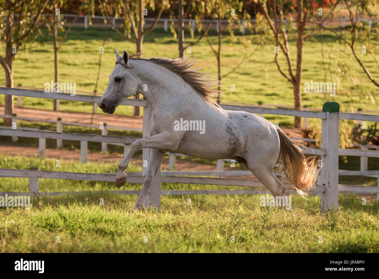 Mangalarga Marchador gris étalon en Brésil Banque D'Images