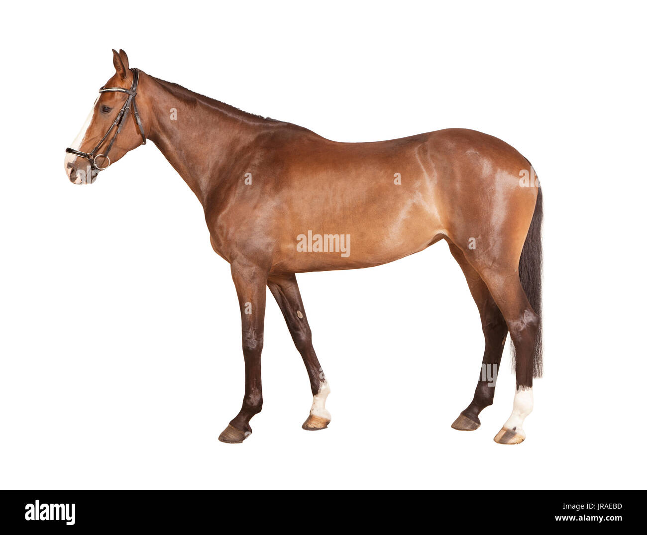 Un cheval marron avec bride isolés contre fond blanc Banque D'Images
