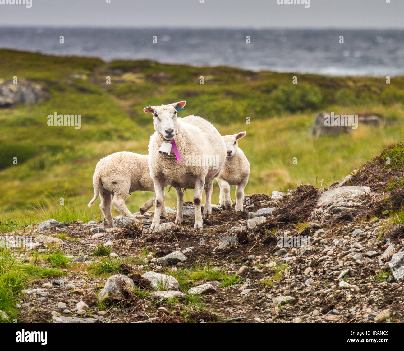 Moutons sur les Vesterålen sans petrole Banque D'Images