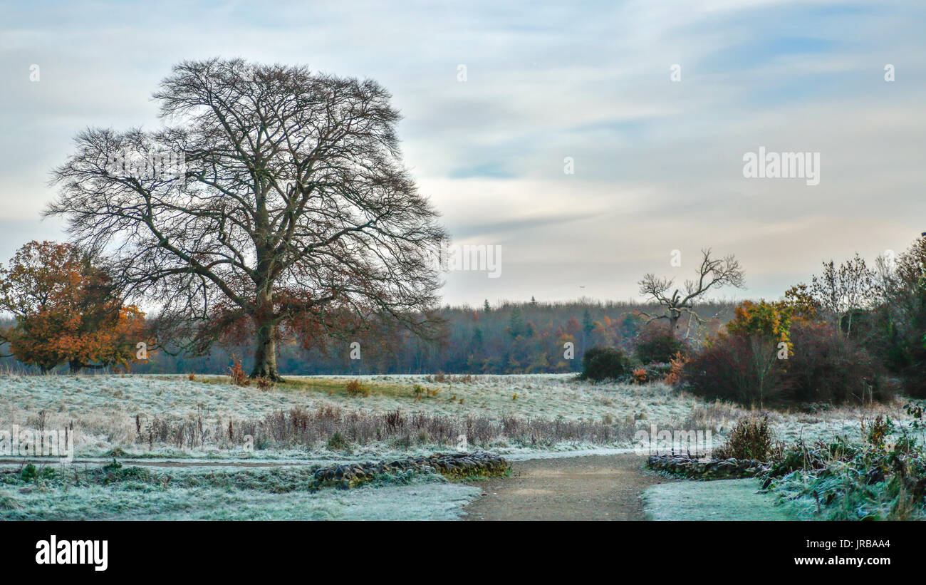 Paysage d'hiver dans le parc entourant les motifs de Castletown, à Celbridge, France Banque D'Images