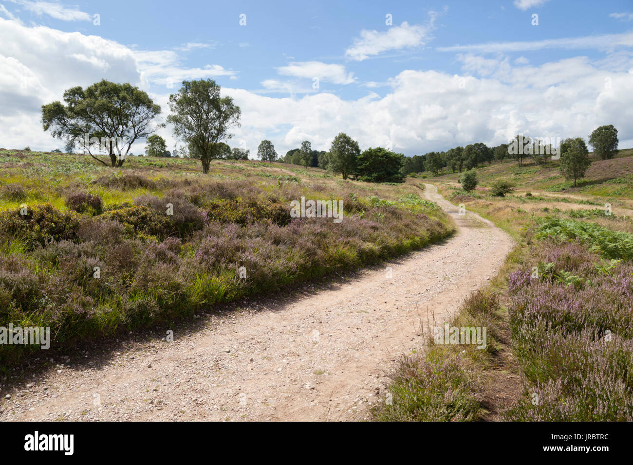 Sentier sur Cannock Chase, Cannock, Staffordshire, Angleterre, Royaume-Uni, Europe Banque D'Images