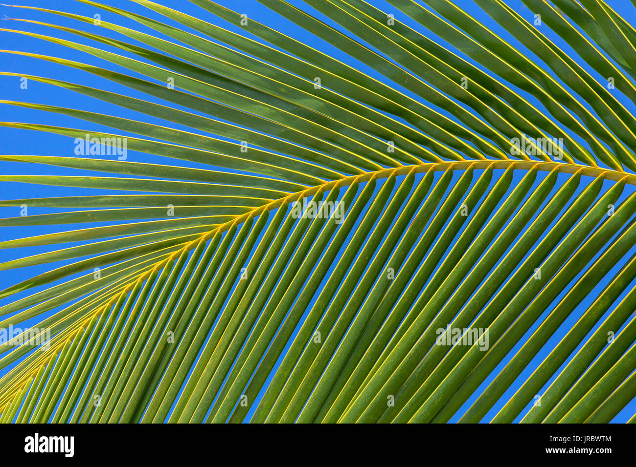 Palm tree leaf close-up contexte Banque D'Images