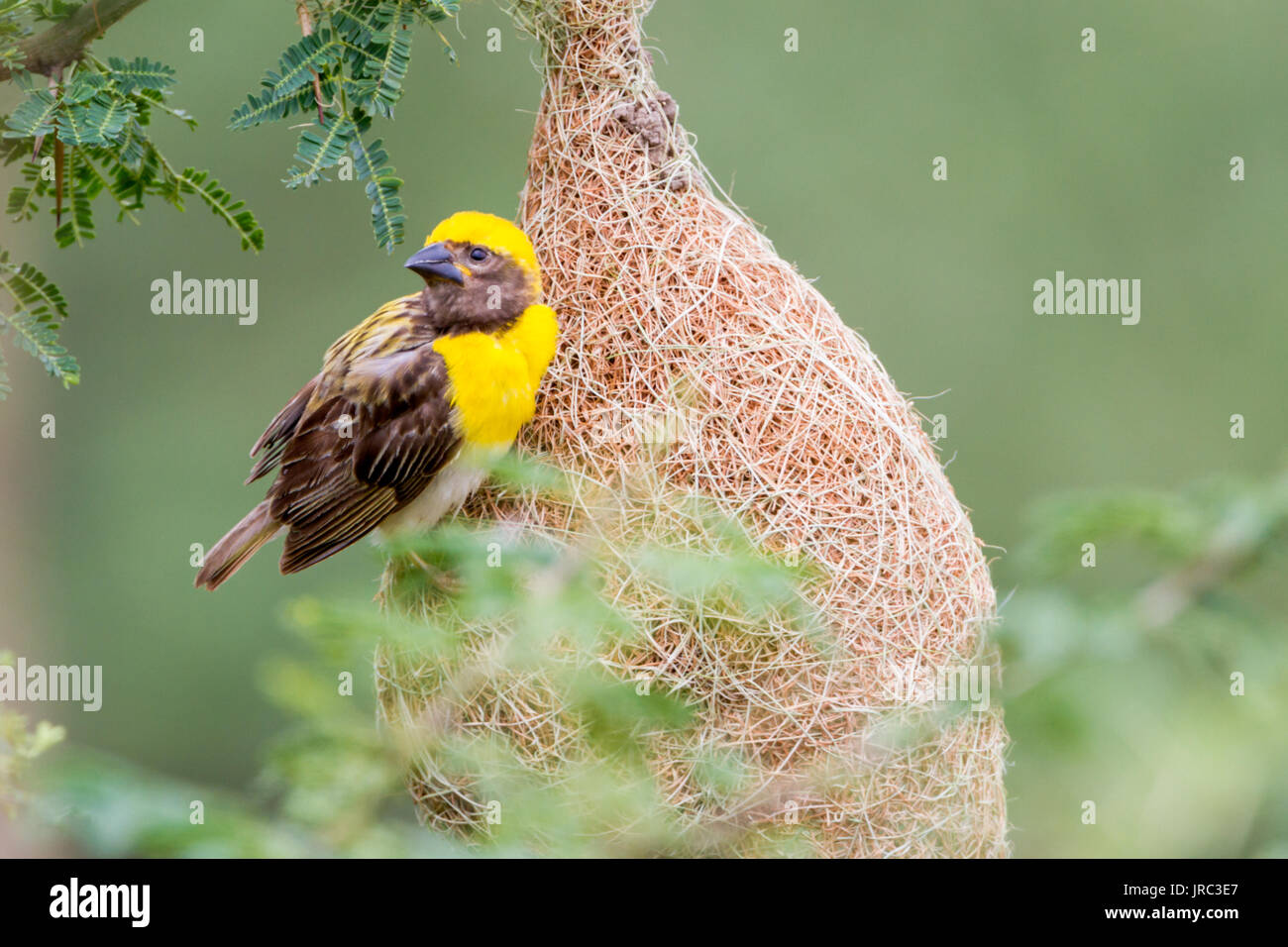 Baya weaver (Ploceus philippinus) tissant son nid Banque D'Images