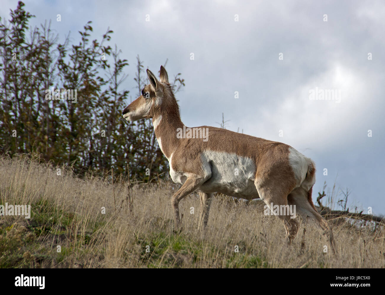 L'antilocapre daims dans le Parc National de Yellowstone Banque D'Images