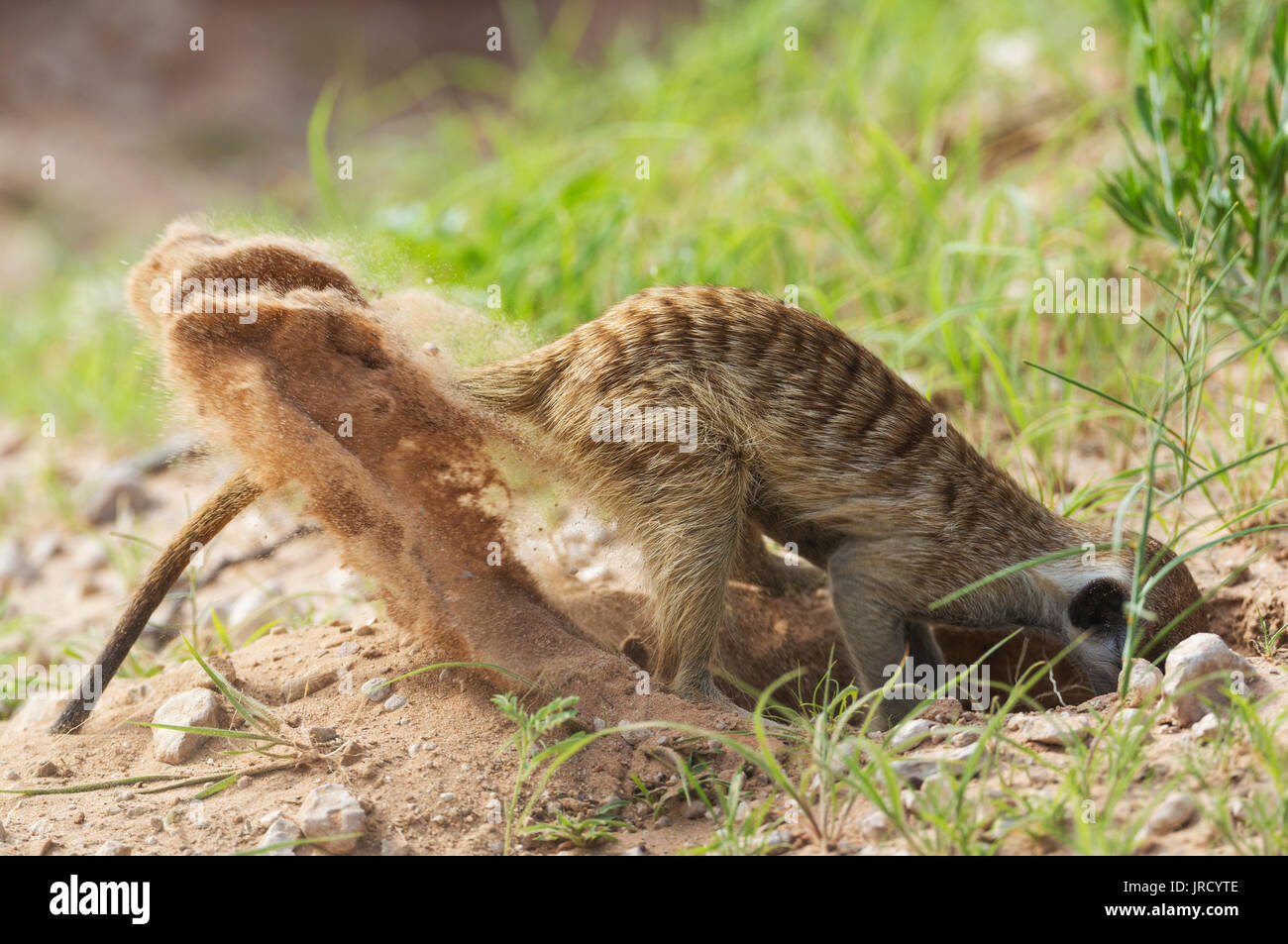 Meerkat ou suricate (Suricata suricatta), pour la recherche des proies, saison des pluies avec un cadre vert, Désert du Kalahari Banque D'Images