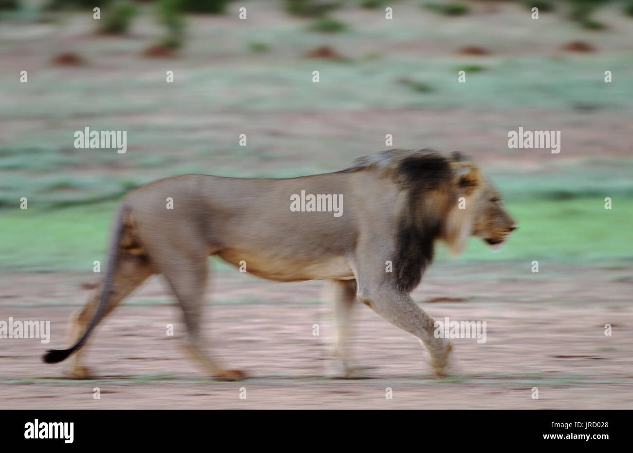 Lion (Panthera leo), mâle à crinière noire, saison des pluies avec un cadre vert, Désert du Kalahari, Kgalagadi Transfrontier Park Banque D'Images