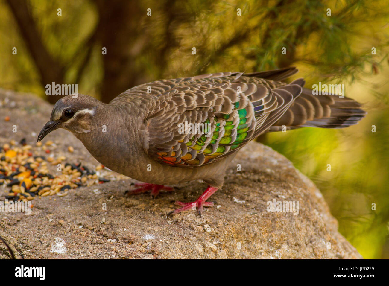 Bronzewing commun Banque D'Images